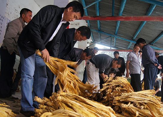 全县烟叶收购开秤