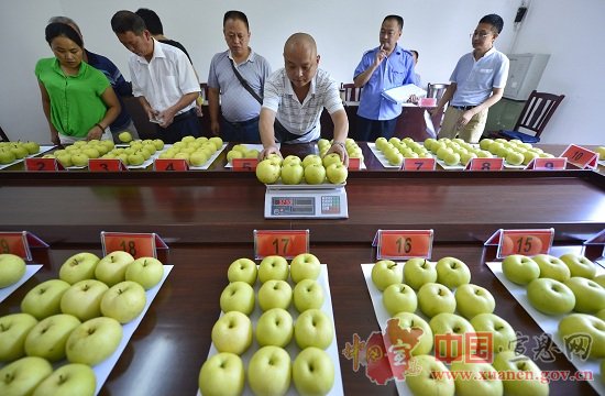 宣恩首届黄金梨采摘节圆满结束