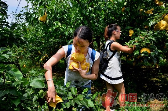 宣恩首届黄金梨采摘节圆满结束